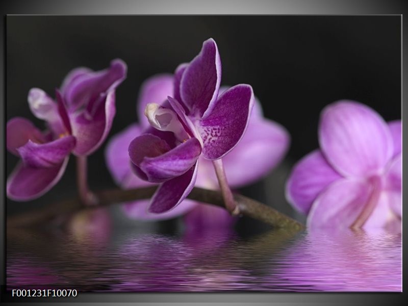 Glas schilderij Orchidee | Paars, Zwart