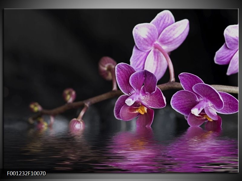 Foto canvas schilderij Orchidee | Paars, Zwart, Wit