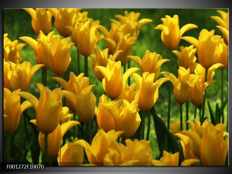 Foto canvas schilderij Tulpen | Geel, Groen