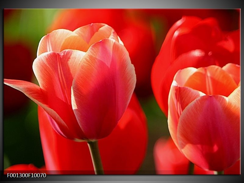 Foto canvas schilderij Tulpen | Rood, Wit, Zwart