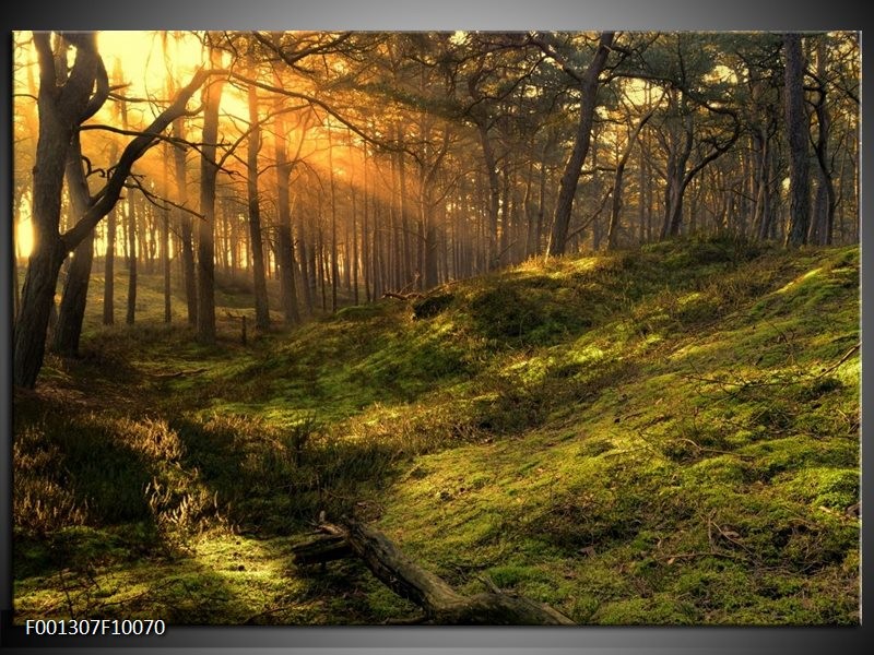 Foto canvas schilderij Natuur | Geel, Groen