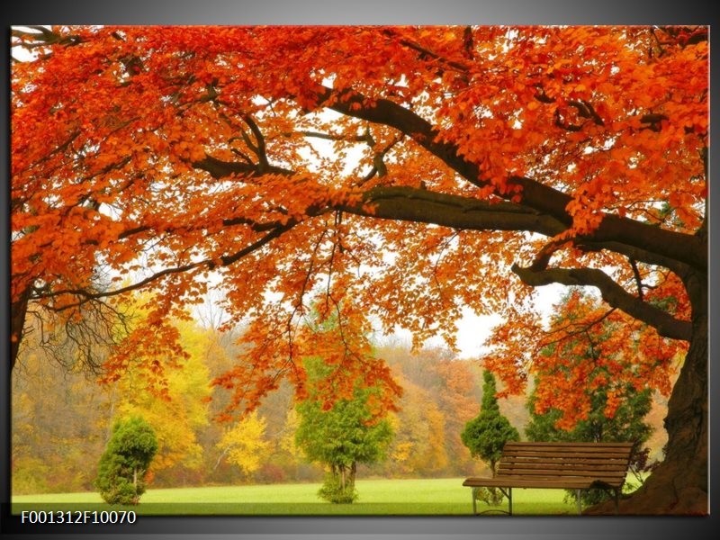 Foto canvas schilderij Herfst | Oranje, Groen, Geel