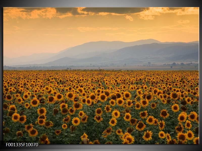 Foto canvas schilderij Zonnebloemen | Geel, Bruin, Grijs