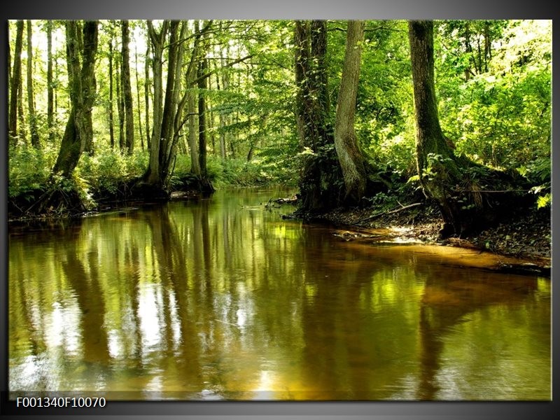 Glas schilderij Natuur | Groen, Bruin