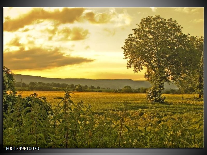 Foto canvas schilderij Natuur | Grijs, Groen, Geel