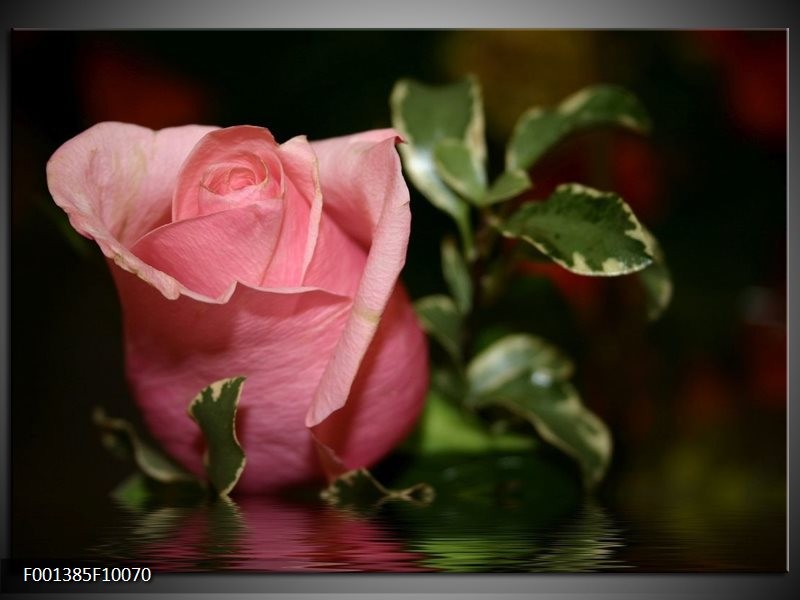 Foto canvas schilderij Roos | Rood, Groen, Zwart