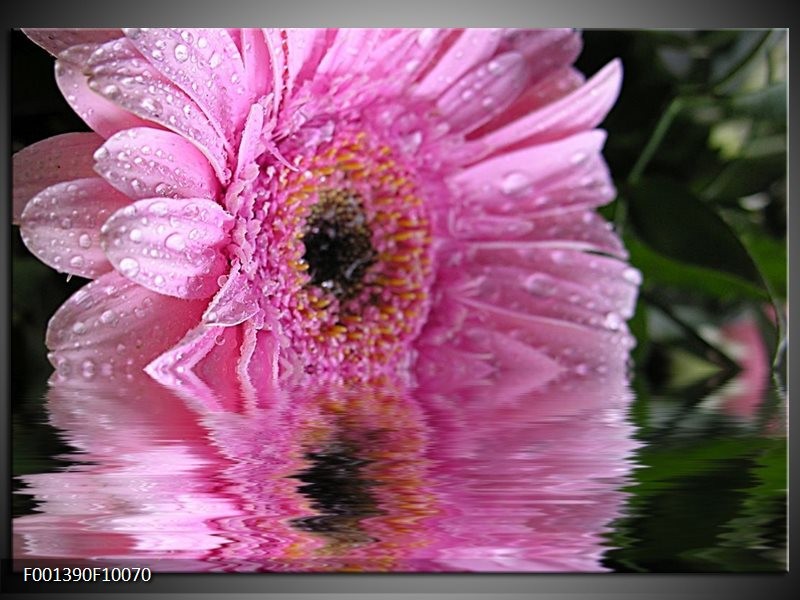 Foto canvas schilderij Bloem | Paars, Wit, Grijs