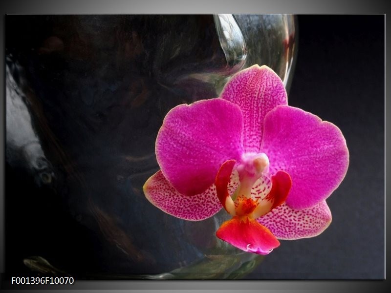 Foto canvas schilderij Orchidee | Rood, Zwart, Grijs