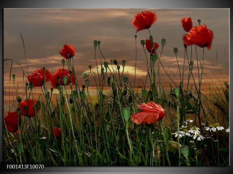 Glas schilderij Klaproos | Rood, Groen, Grijs