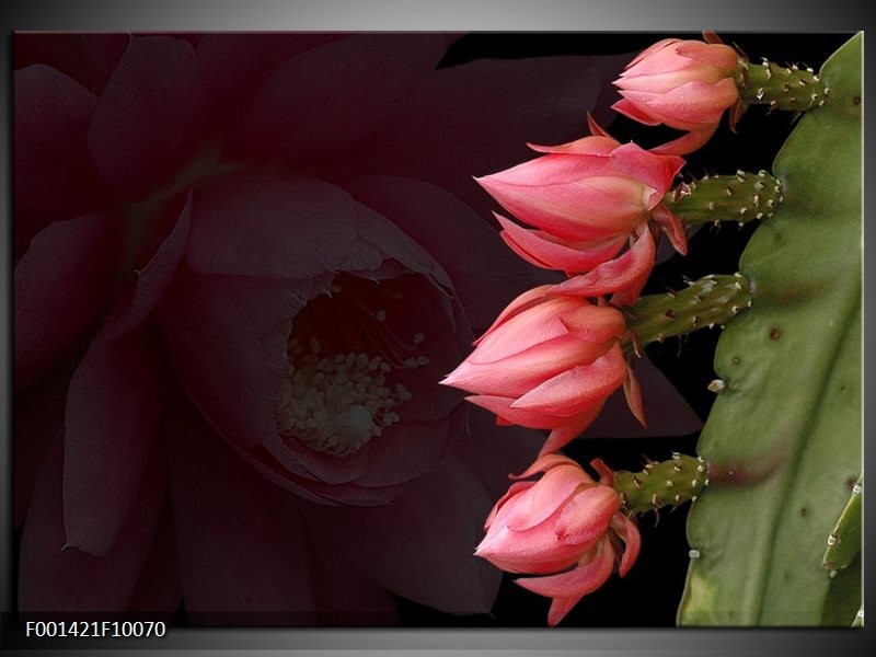 Foto canvas schilderij Bloem | Rood, Groen