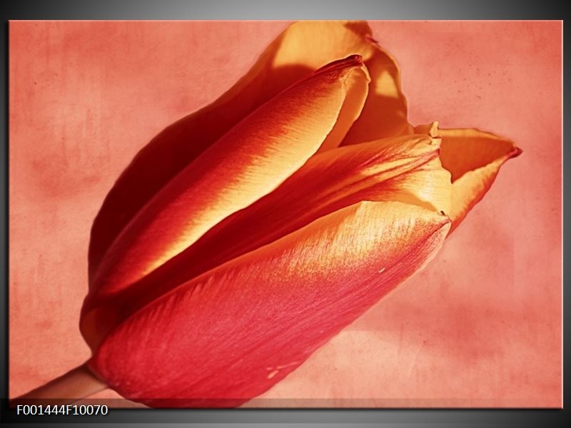 Glas schilderij Tulp | Rood, Oranje, Geel