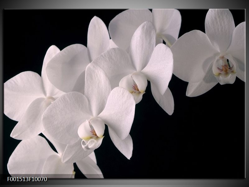 Foto canvas schilderij Orchidee | Wit, Zwart