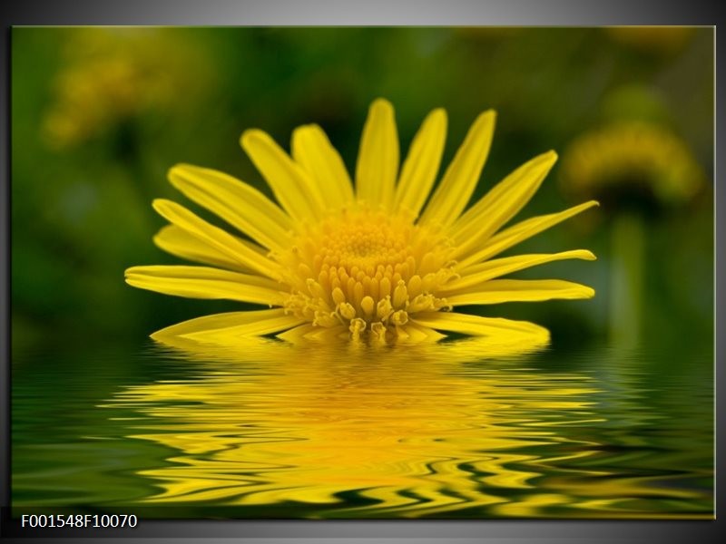 Foto canvas schilderij Bloem | Geel, Groen