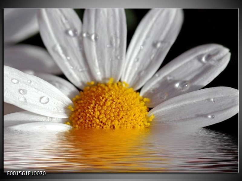 Foto canvas schilderij Bloem | Geel, Wit