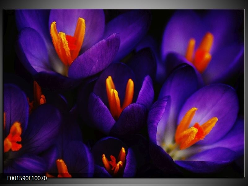 Foto canvas schilderij Bloem | Zwart, Oranje, Paars