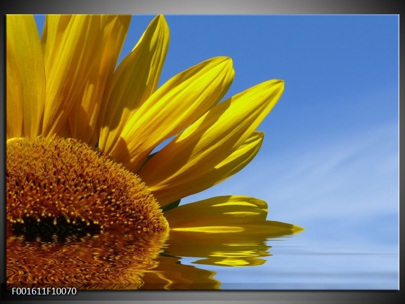 Glas schilderij Zonnebloem | Geel, Blauw, Wit