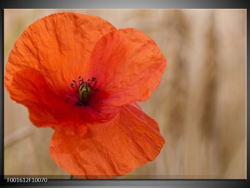 Foto canvas schilderij Bloem | Geel, Blauw, Bruin