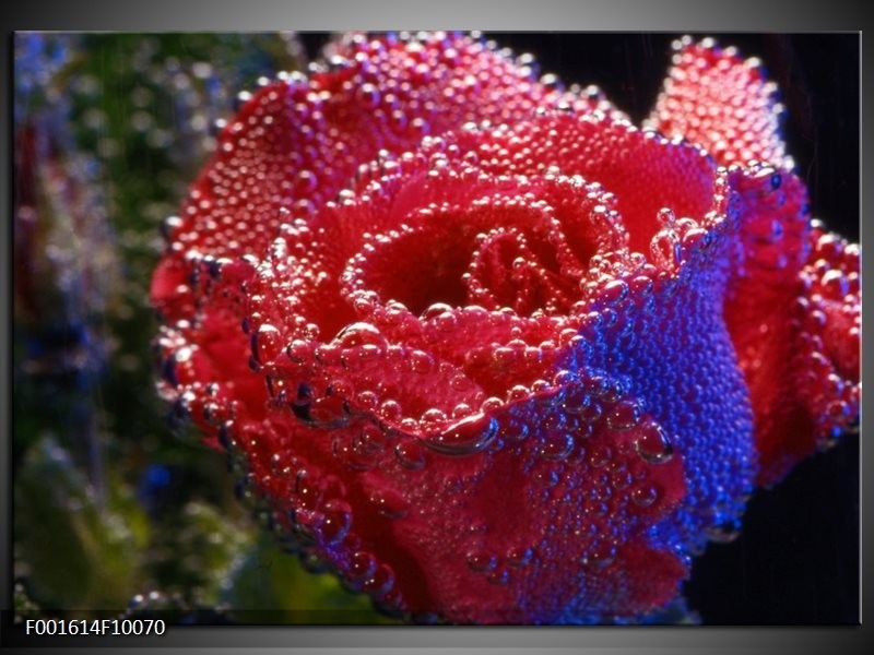 Foto canvas schilderij Roos | Rood, Blauw, Wit