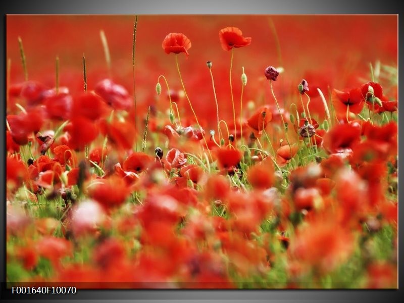 Glas schilderij Klaproos | Groen, Rood,