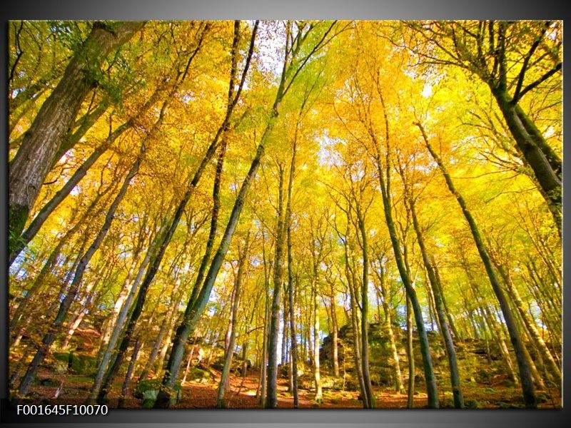 Glas schilderij Bomen | Geel, Groen