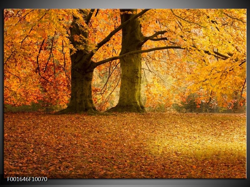 Foto canvas schilderij Bomen | Geel, Groen, Bruin