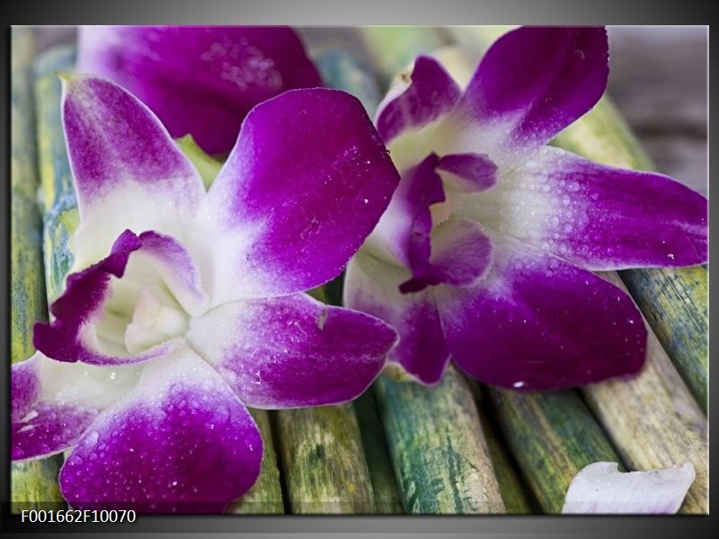 Foto canvas schilderij Bloem | Paars, Wit