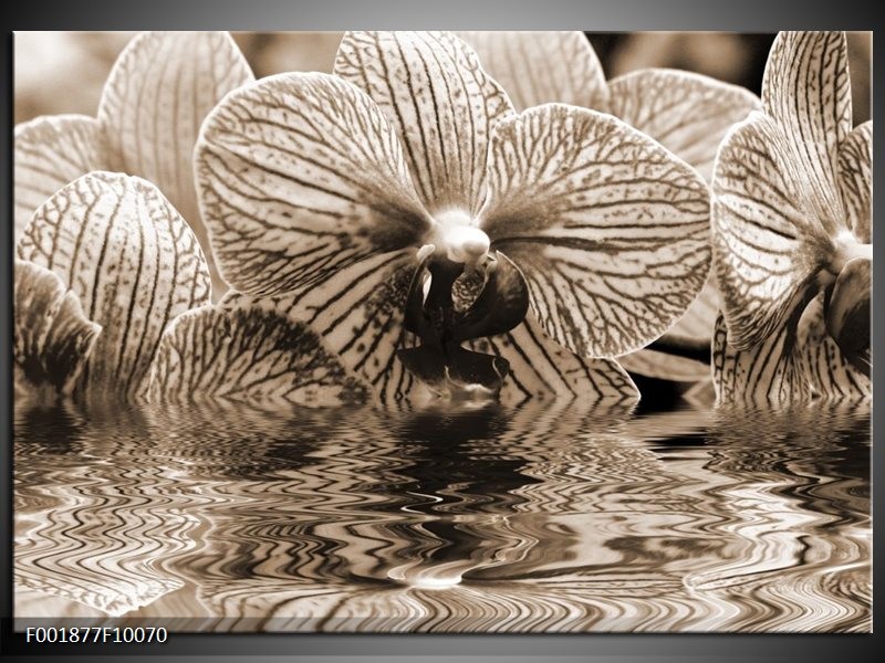 Glas schilderij Orchidee | Sepia, Bruin