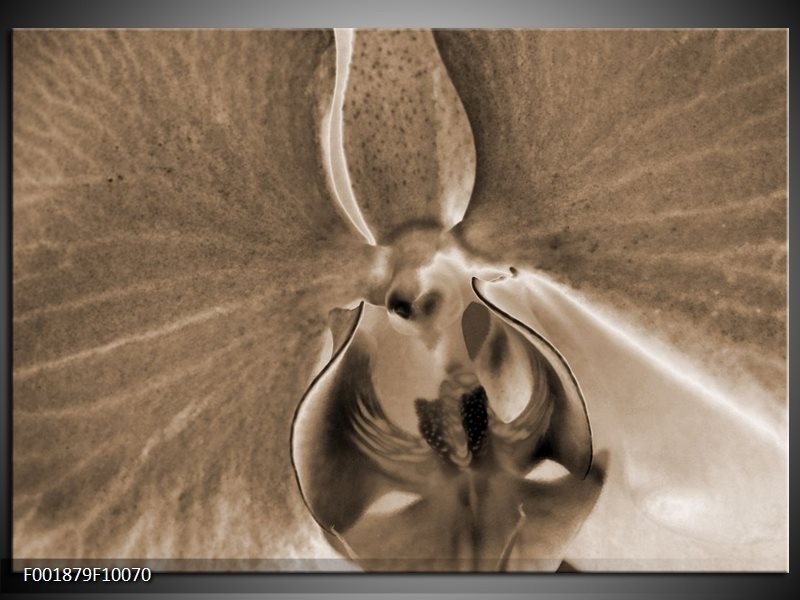 Foto canvas schilderij Orchidee | Sepia, Bruin