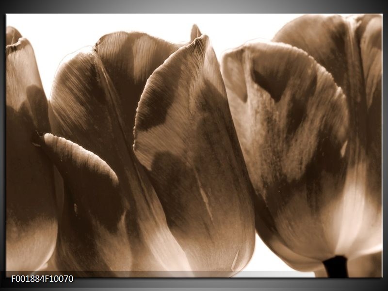 Foto canvas schilderij Tulpen | Sepia, Bruin