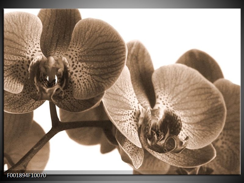 Foto canvas schilderij Orchidee | Sepia
