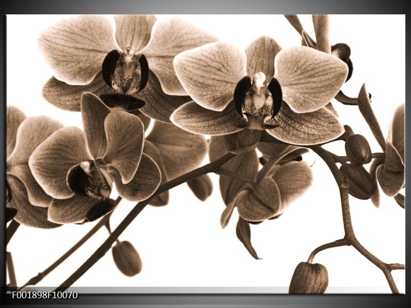 Foto canvas schilderij Orchidee | Sepia, Bruin