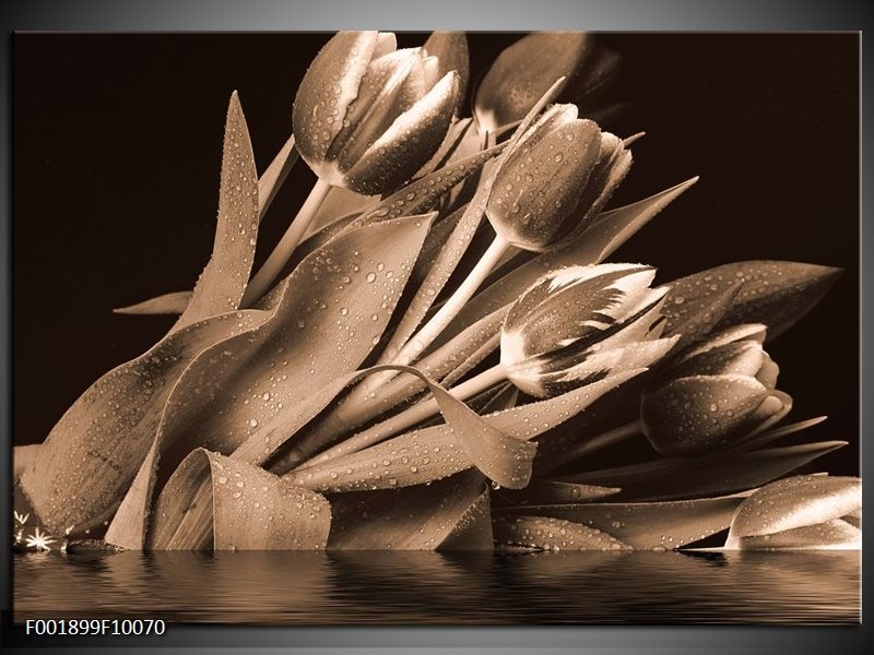 Glas schilderij Tulpen | Sepia, Bruin