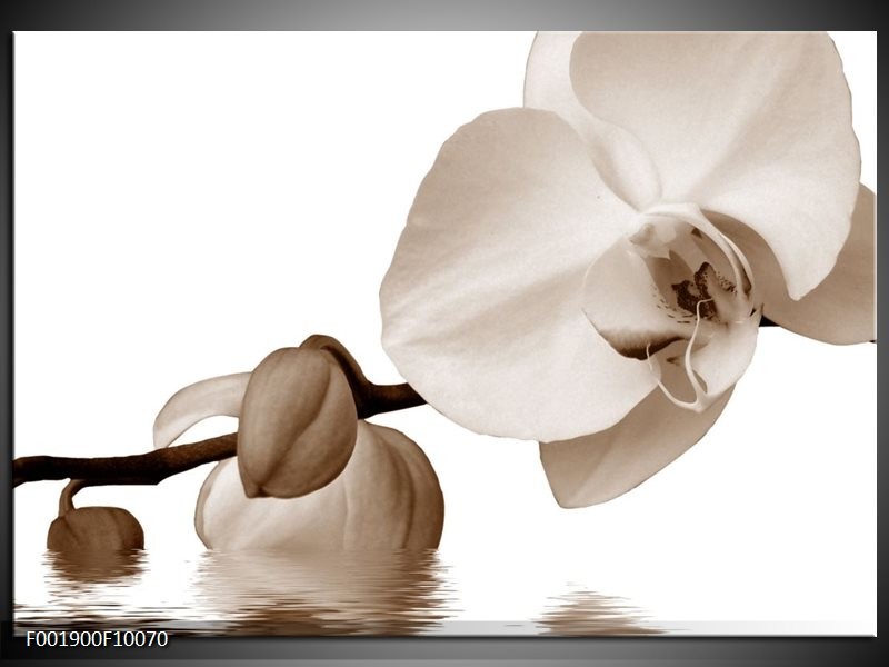 Glas schilderij Orchidee | Sepia, Bruin