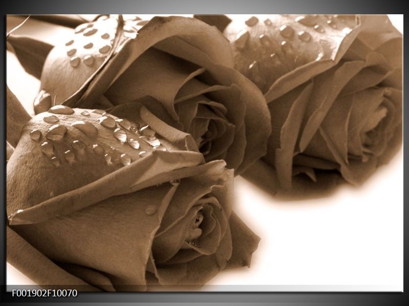 Glas schilderij Roos | Sepia, Bruin