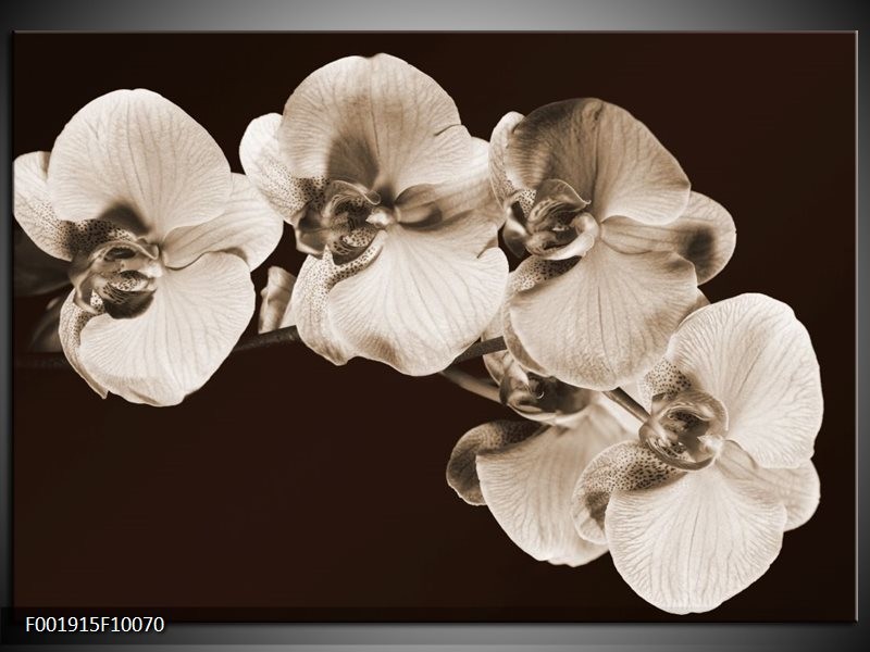 Foto canvas schilderij Orchidee | Sepia, Bruin