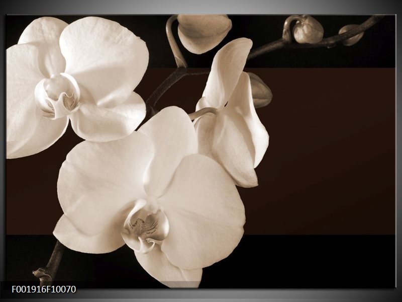 Foto canvas schilderij Orchidee | Sepia, Bruin