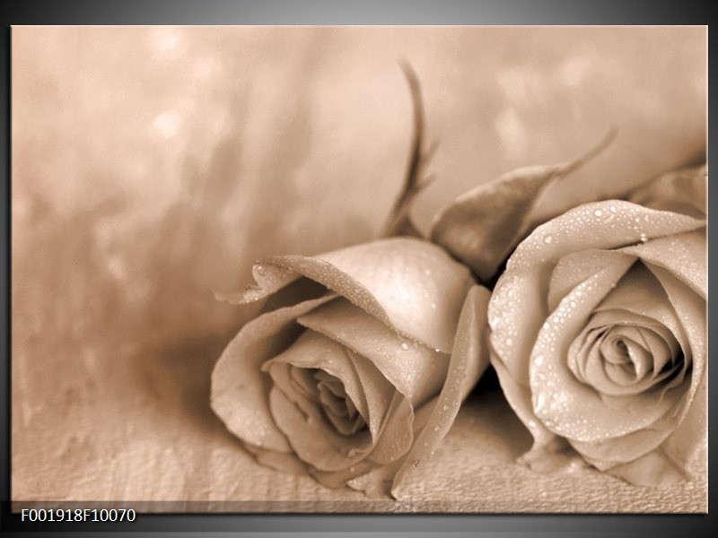 Foto canvas schilderij Roos | Sepia, Bruin