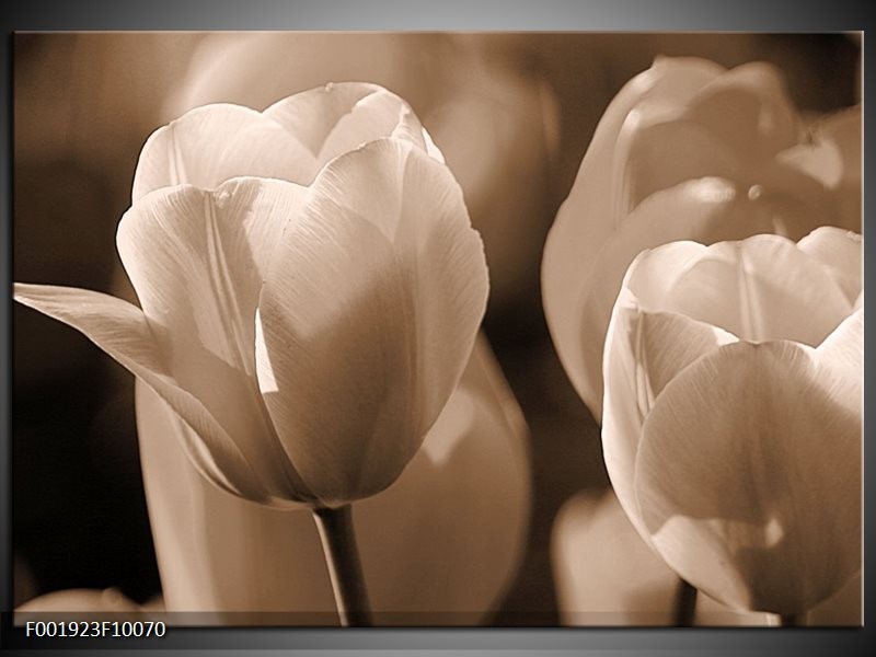 Foto canvas schilderij Tulpen | Sepia, Bruin