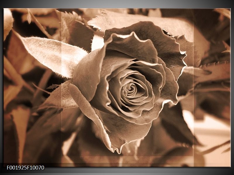 Glas schilderij Roos | Sepia, Bruin