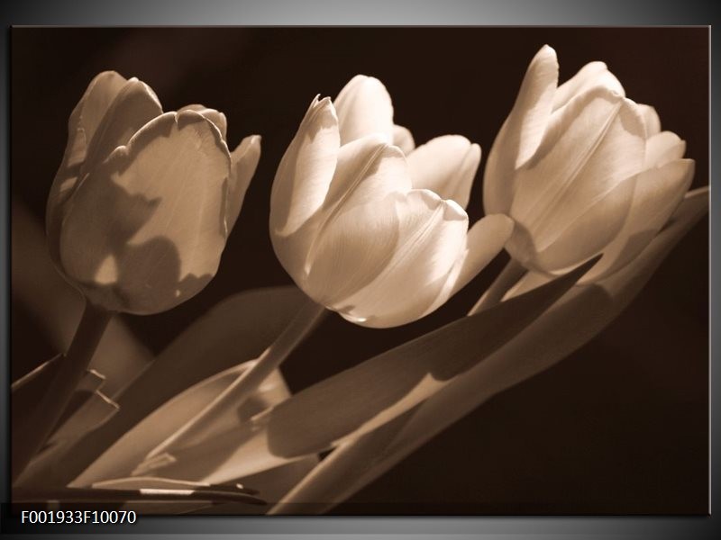 Foto canvas schilderij Tulpen | Sepia, Bruin