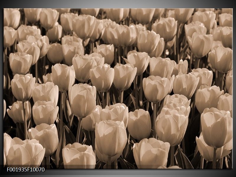 Glas schilderij Tulpen | Sepia, Bruin