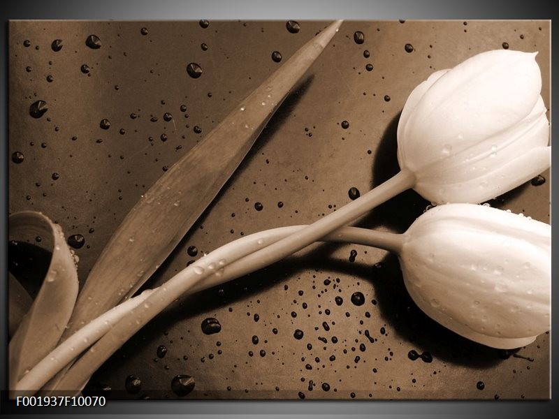 Foto canvas schilderij Tulpen | Sepia, Bruin