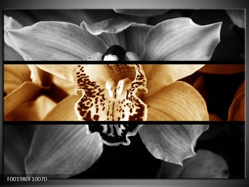 Glas schilderij Orchidee | Sepia, Bruin