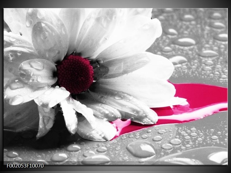 Foto canvas schilderij Bloem | Grijs, Wit, Roze