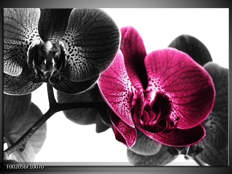 Foto canvas schilderij Orchidee | Zwart, Wit, Roze