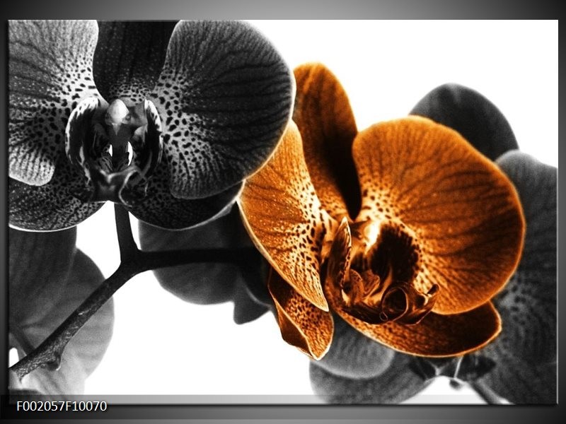 Glas schilderij Orchidee | Zwart, Wit, Oranje