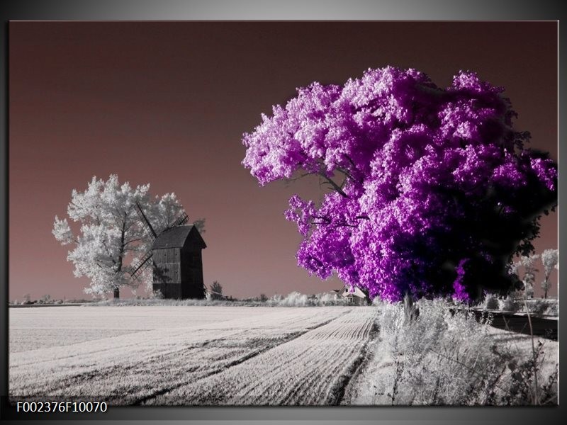 Foto canvas schilderij Natuur | Paars, Wit, Grijs