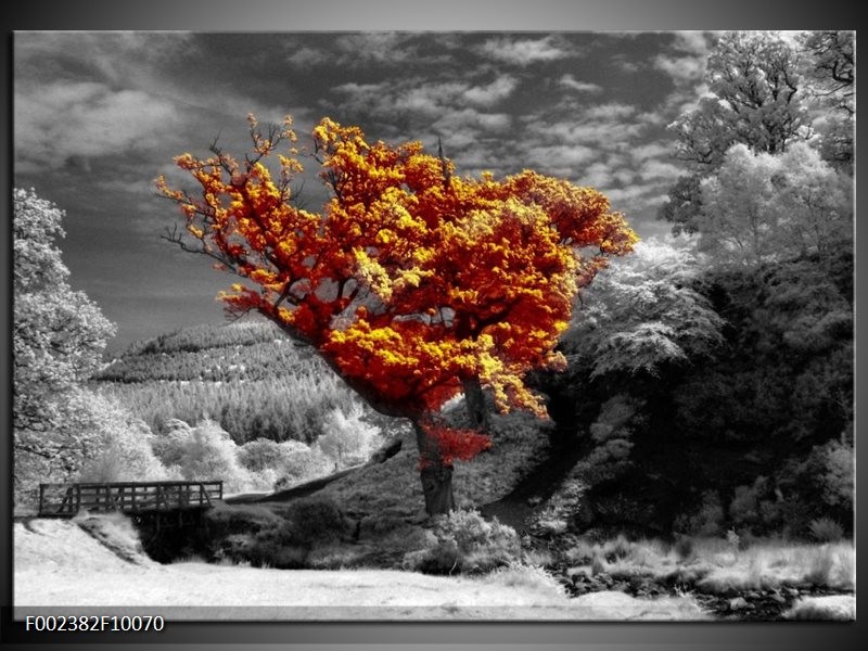 Foto canvas schilderij Boom | Oranje, Grijs, Wit