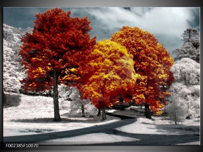 Foto canvas schilderij Natuur | Geel, Oranje, Wit