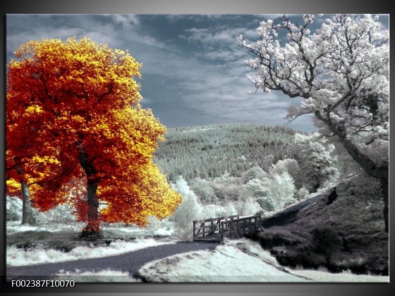 Foto canvas schilderij Natuur | Oranje, Wit, Grijs